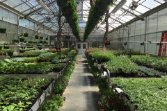 greenhouse