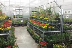 greenhouse