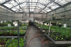 greenhouse