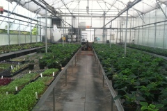 greenhouse